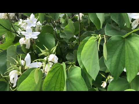 HOA BAN TRẮNG ( giống lùn ) NỞ HOA RẤT XINH . Ngày 30/11/2019