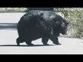 Chunky Bear Strolls Across Road || ViralHog