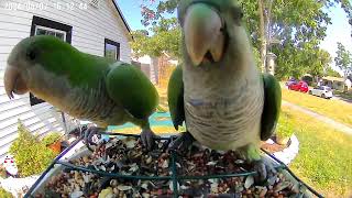 Quaker (Monk) Parrots Making Cute Noises Tampa Bay FL #birdwatching