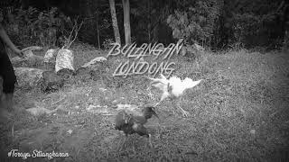 Story wa Toraja Bulangan Londong Terbaru