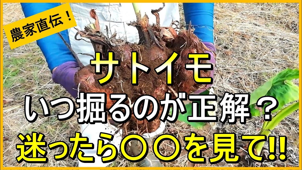 Taro Cultivation] Easy Ways to Determine Harvest Time and Trial