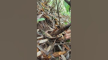 Hand picking wild bamboo shoots in the forest