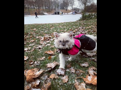 Video: De 10 beste vinterjakker for å holde hunden varm denne vinteren