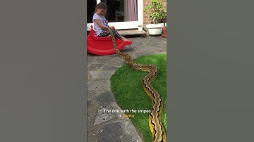 Little Girl is BFFs with GIANT Python!