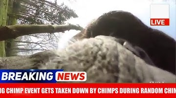 RANDOM CHIMP EVENT STRIKES IN UPSTATE NY, CAMERA MAN TAKEN DOWN.