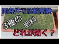 同条件での肥料3種比較検討（ストック芝）