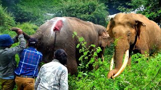 After a fierce battle between two mighty elephants- a must-watch video!