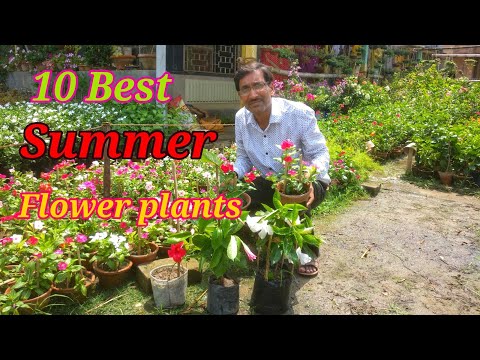 वीडियो: बगीचे के फूल (78 तस्वीरें): साइबेरिया और अन्य क्षेत्रों के लिए। देश में गमलों में क्या उगाया जा सकता है? गर्मियों के खूबसूरत फूल