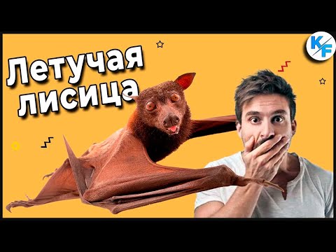 Летучая лисица -