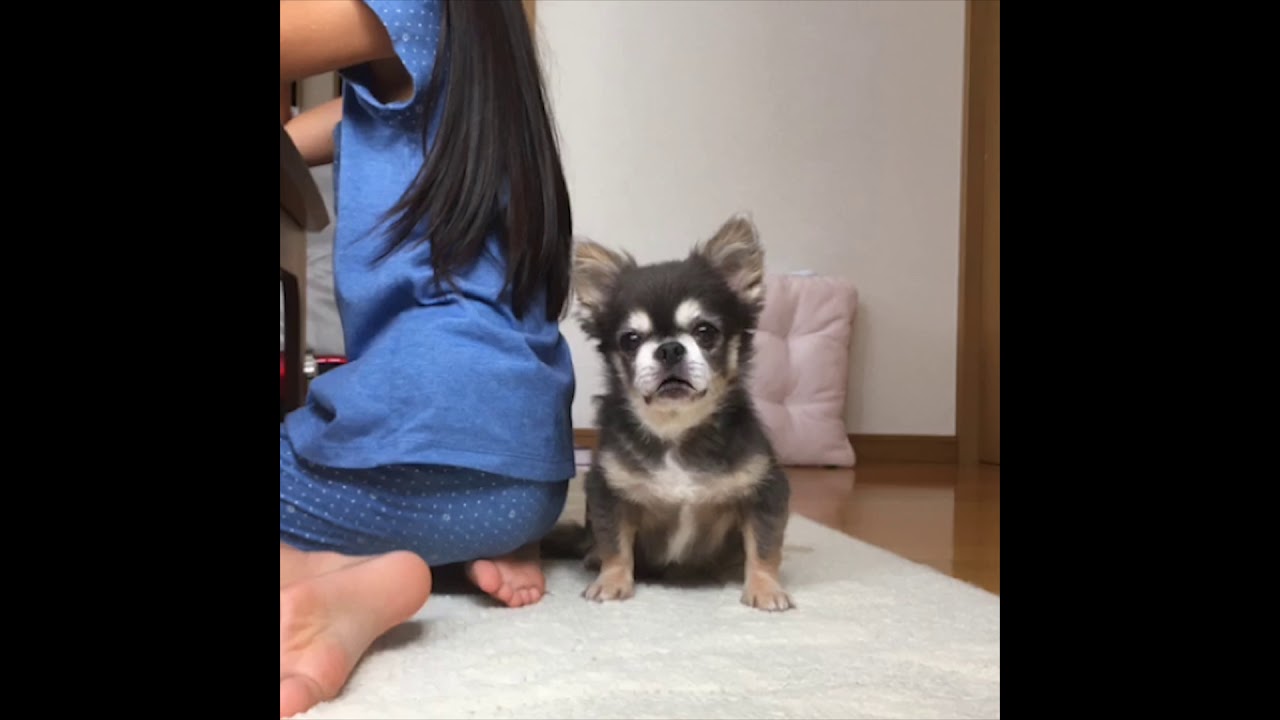 ラズおじさん97 全部飼い主のせいだ！ YouTube