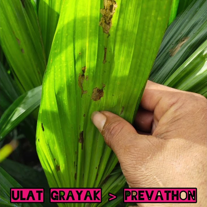 Gangguan Insek dan Fungi pada bibit sawit unggul