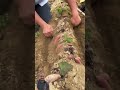 البطاطا الحلوة البطاطا الحلوة