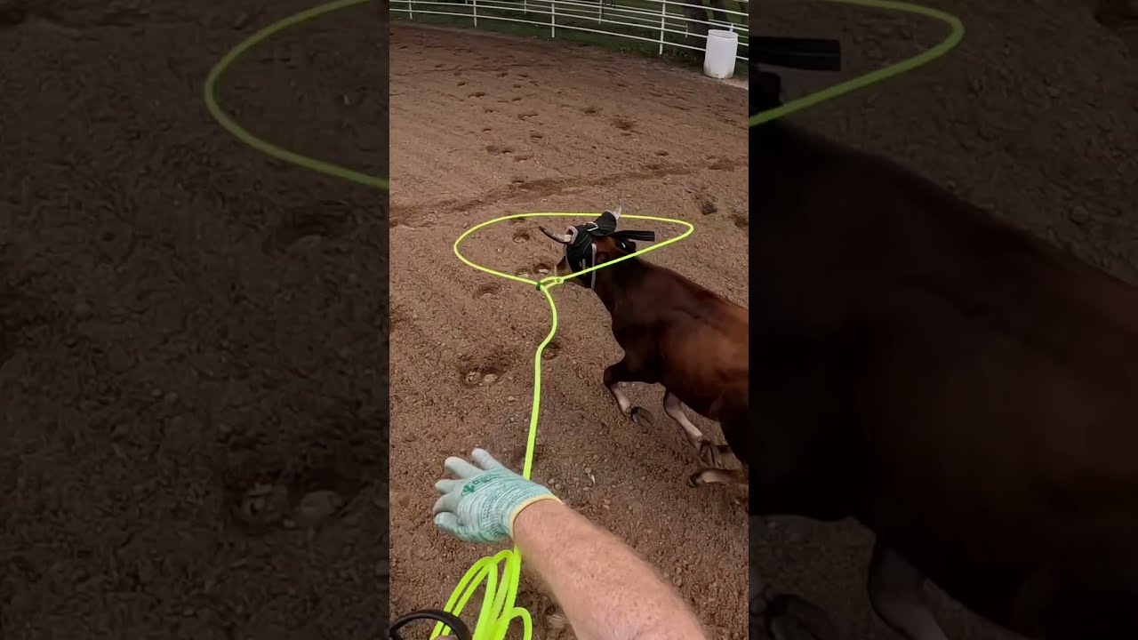 Roping Ol Son Teamroping Horse Teamroper Barretthouser
