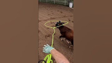 Roping Ol’ Son #teamroping #horse #roping #teamroper #barretthouser