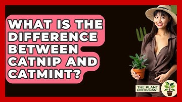 What Is The Difference Between Catnip And Catmint? - The Plant Enthusiast