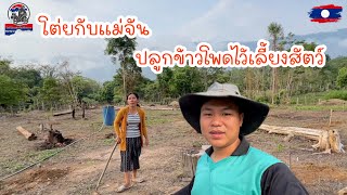 โต่ยกับแม่จันปลูกข้าวโพดไว้เลี้ยงสัตว์￼|TooyYoiy