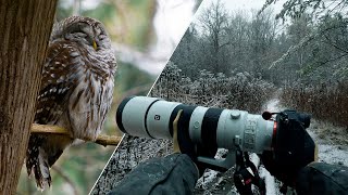 POV Wildlife Photography - A Winter Wonderland