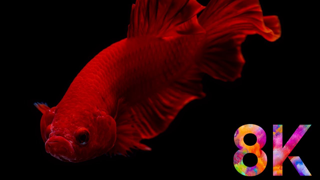 Underwater Wonders + Relaxing Music - Coral Reefs & Colorful Sea Life in 8K