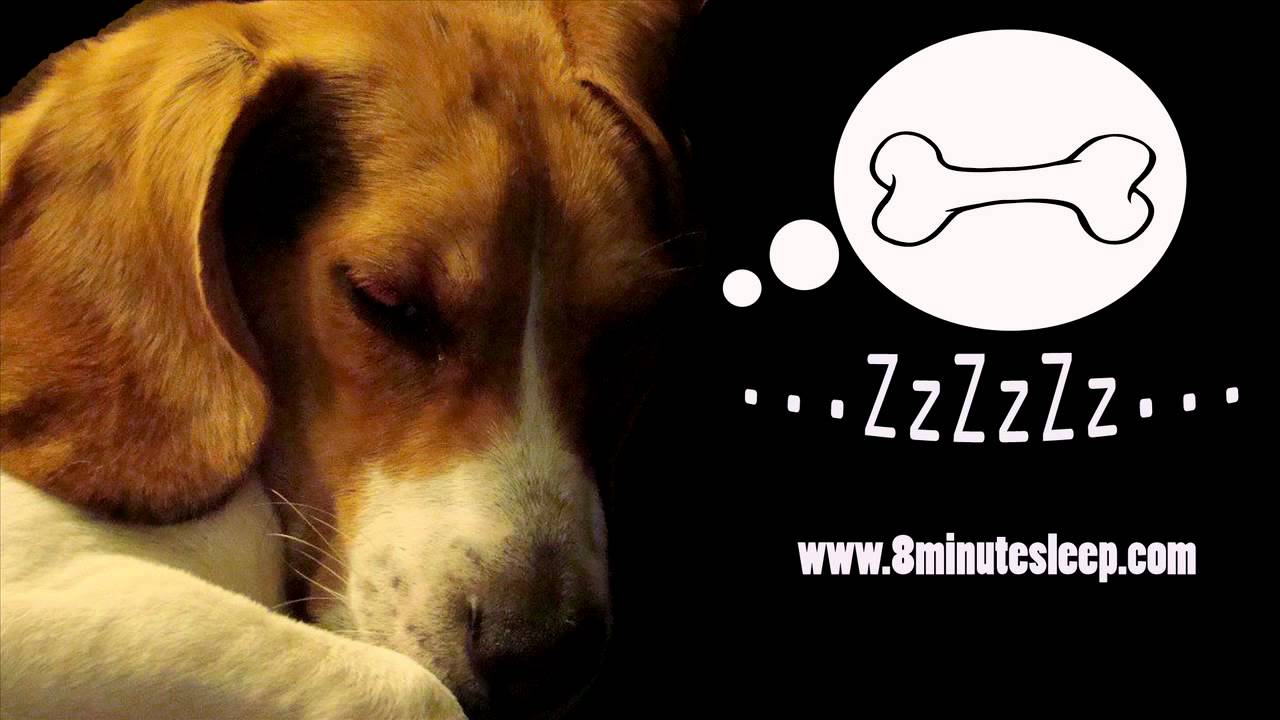 sounds that make dogs calm