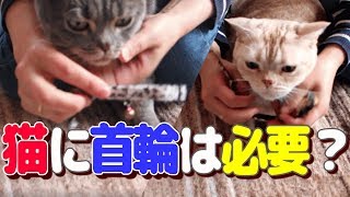 猫に首輪は必要？メリットやリスクを検討して安全な首輪を選ぼう！