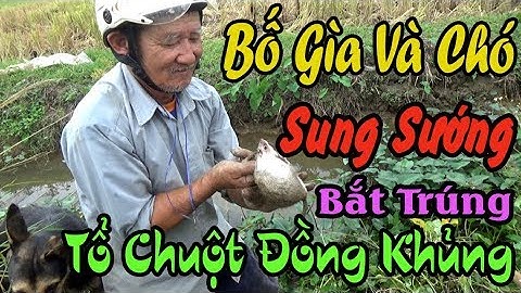 3 Ông Gìa Sung Sướng Vì Bắt Trúng Tổ Chuột Đồng Khủng