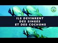 Allh les transforma en singes et en cochons