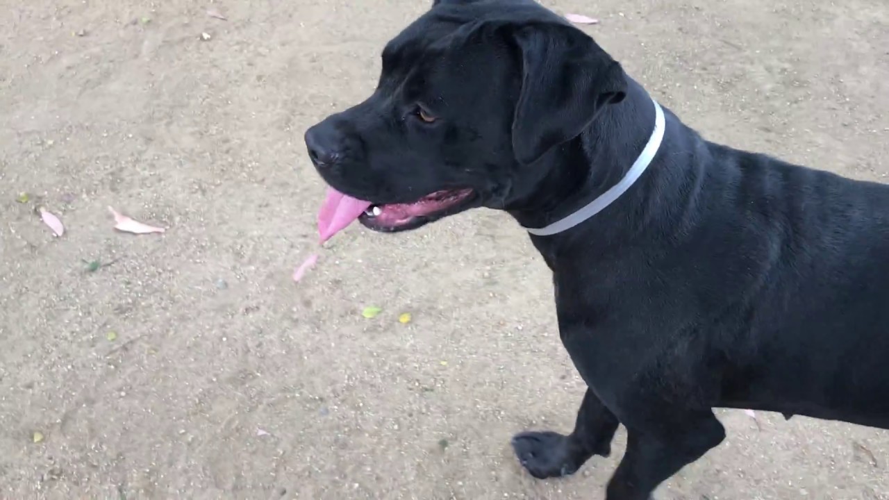 dog adoption mauritius ADOPTED! DIDI A5058958