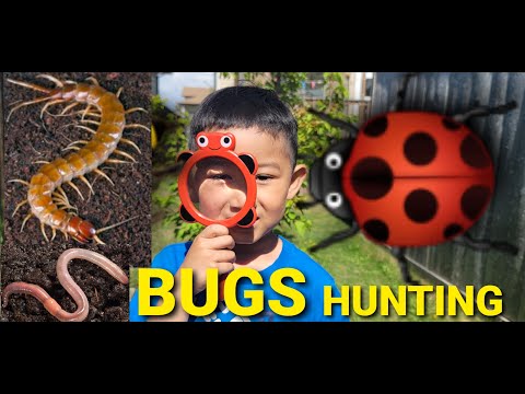 Bugs Hunt/ Exploring Bugs and Earthworm with Charleson and Clarissa/ C Learn and Play/ Video For Kid