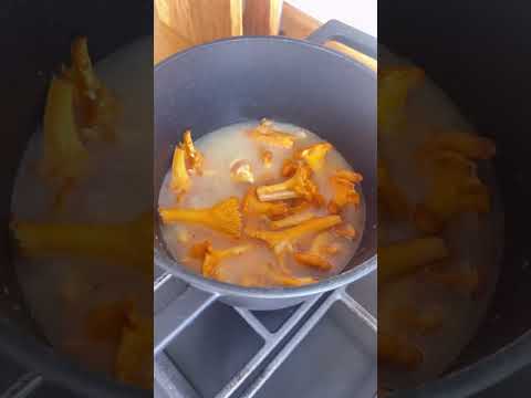 Суп-пюре из лисичек. Сезон chanterelle объявим открытым. #shorts