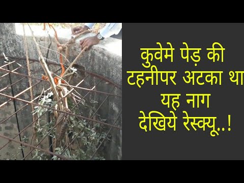 gurukulam film || देखिये कैसे बचाया इस नाग को || cobra stuck in well rescued ||