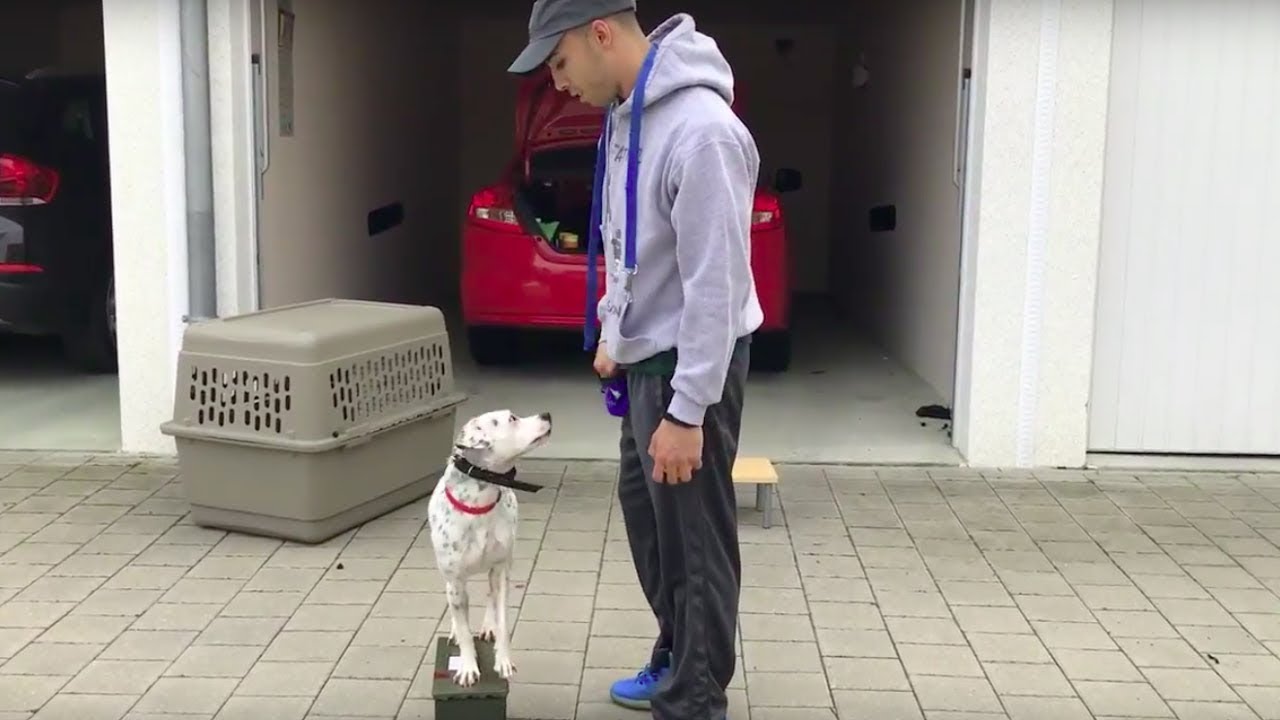 El Paso Dog Training K9 Peak Solutions YouTube