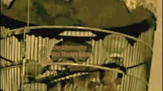 🔴 suara burung perkutut bangkok, kagak rugi membagikan nya...