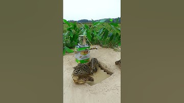 Simple Create Quail Trap - amazing Bird Trap #shorts