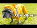 【犬は飼わない】迎え入れて後悔？愛犬の4回目のヒートでうんざり？