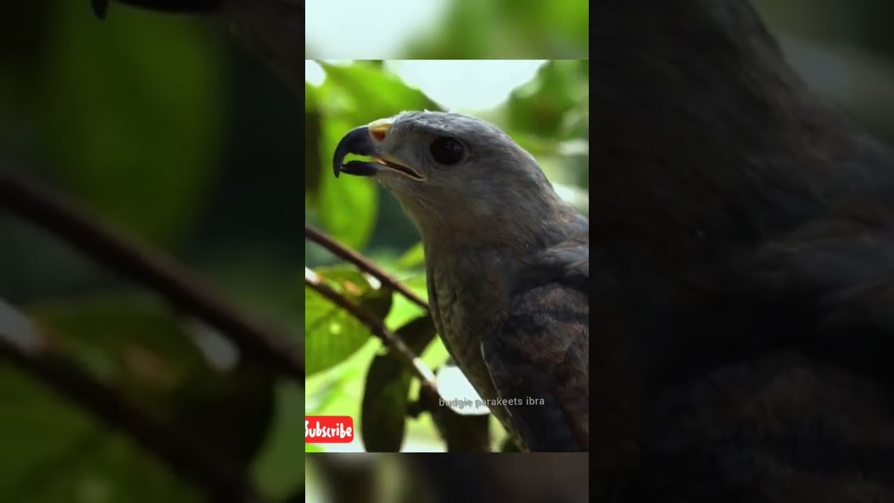 the gray hawk predator of pigeon and little birds