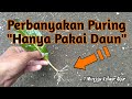 Download Lagu Stek Daun Puring 2 Minggu Keluar Akar_100% Berhasil