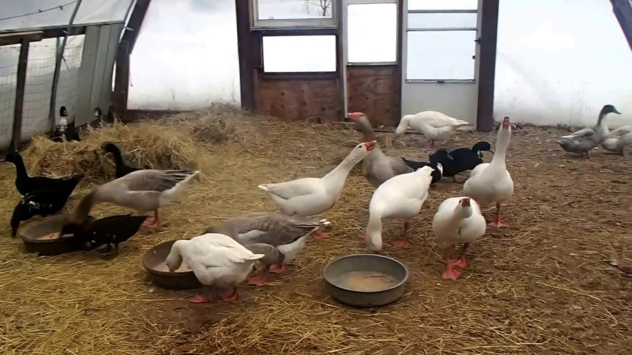 Geese and ducks in the hoop house YouTube