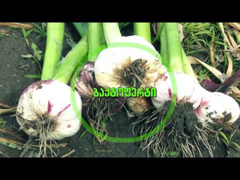 კომპანია \"ჯეოფერტი\"