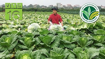 Mỗi ngày bán 1,5 tấn rau quả, doanh thu 14 tỷ/năm | VTC16