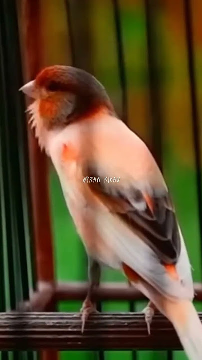 Kenari Spanish Timbrado milik om Training Bird Tv #spanishtimbrado #kenarigacor