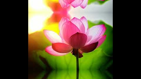 New snapseed flower editing#shorts #shortsdaily #edit #flowers #nature