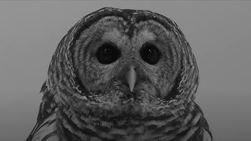 Mount Tyrant / Young Blood (Official Music Video)