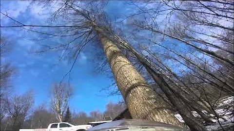 JAKES TREE REMOVAL: PRECISION FELLING