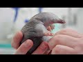 Baby Echidna Nursed Back to Health After Rescue From Birds