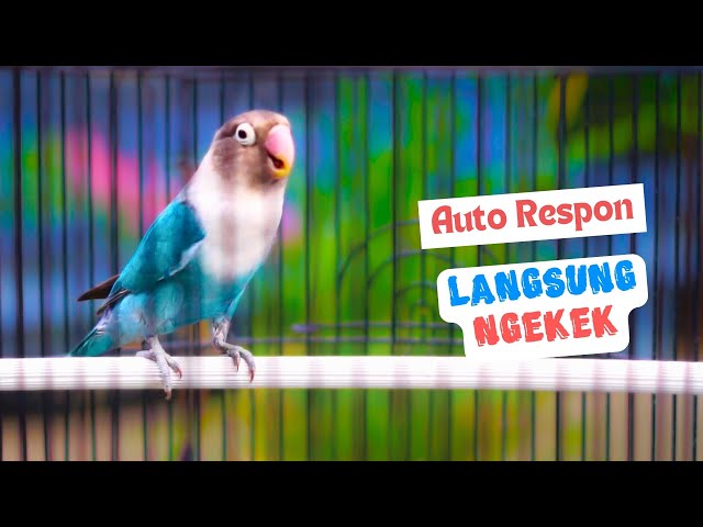 Suara Lovebird Ngekek Panjang ini Cepat Membuat Labet Lain Emosi Langsung Nyaut Ikut Ngekek Fighter class=