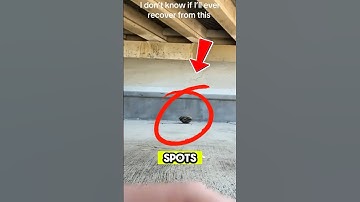 This is the Funniest Turtle Rescue You’ll See Today  😂 #shorts