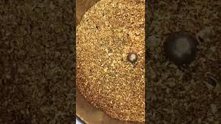 Malvani masala  ghar par tayaar , 28 types of Garam masala no need, explore ytviral yummy