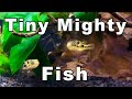 Pea Puffer Care and Breeding: A Tiny Fish with a BIG Attitude!