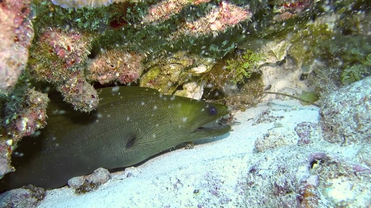 Cancun 2013 Green Moray Eel eats a Lionfish YouTube