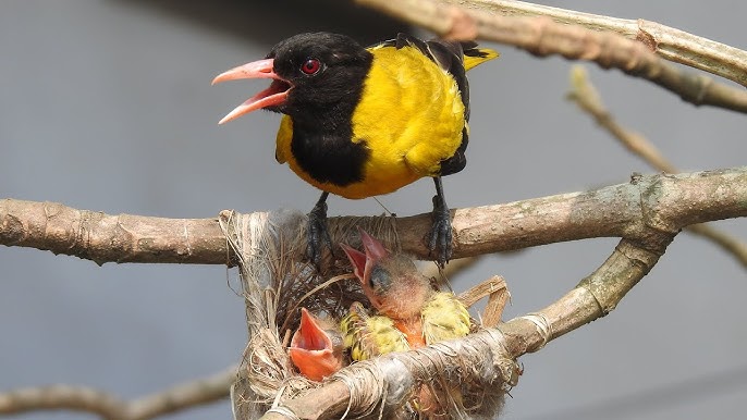 Etuk ochiq katta qin Etuk ochiq katta qin